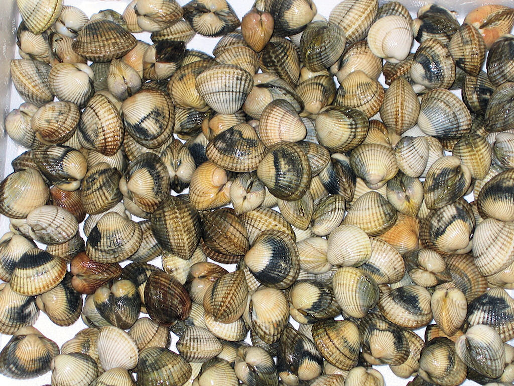 Recipe: Razor clams and clams nature salad