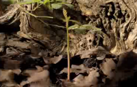 Video: From an acorn to a oak tree… beautiful!!!