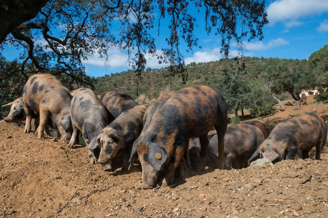 "Manchado" Pigs on the Pasture