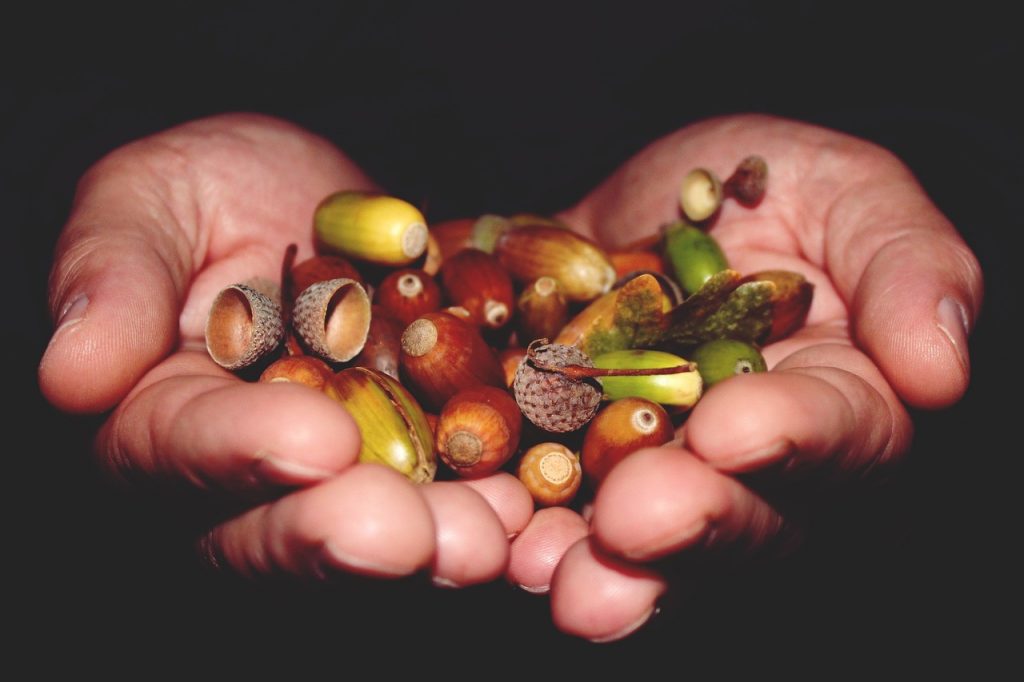 how healthy acorn human consumption