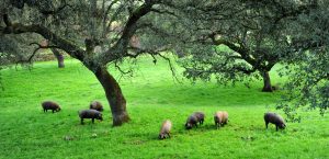 pasture where iberian pig raises
