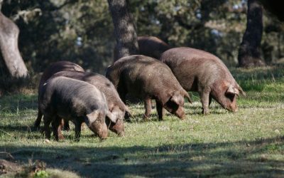 The Denominations of Origin of Iberian Ham