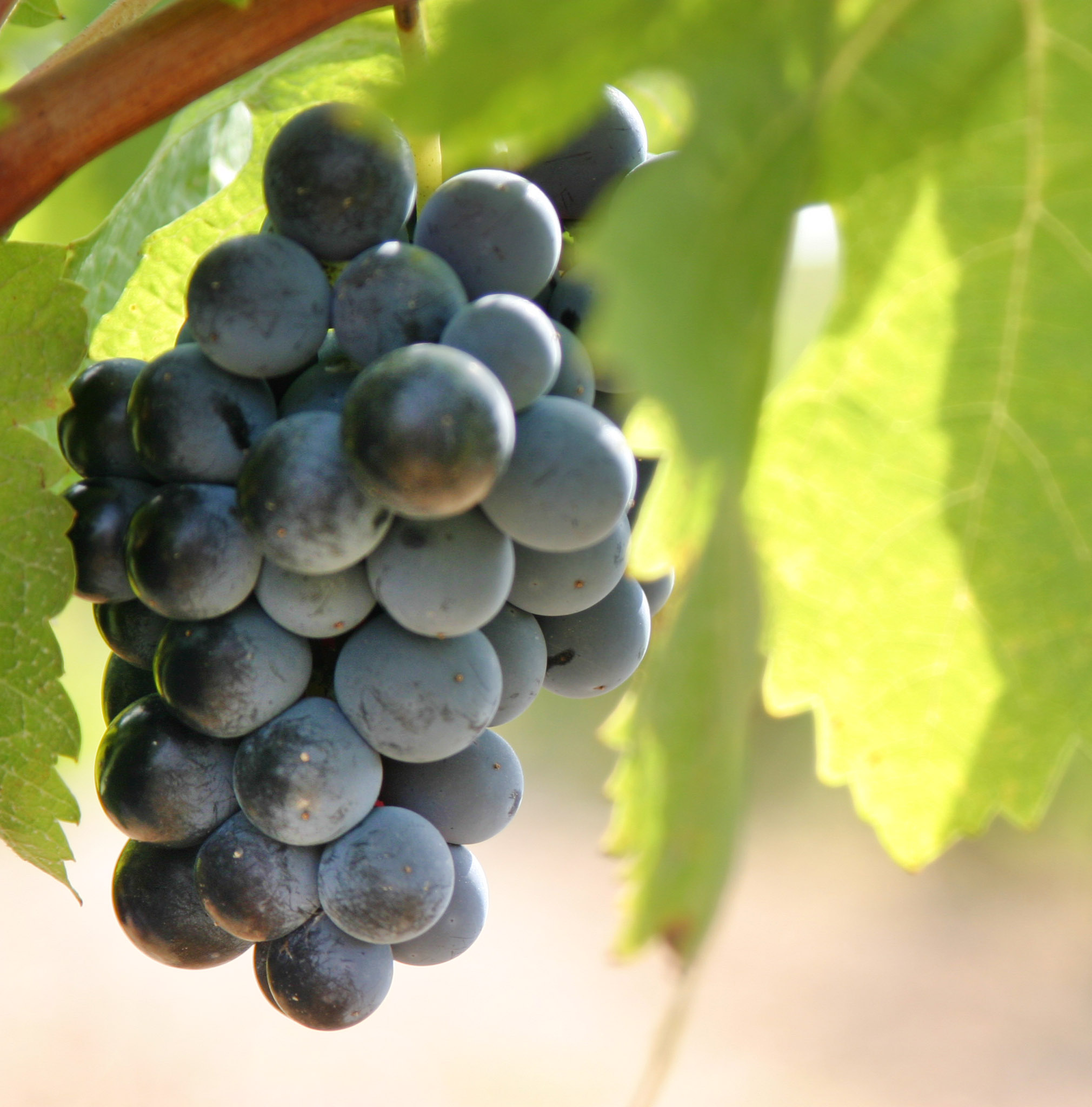 Grapes harvesting wine