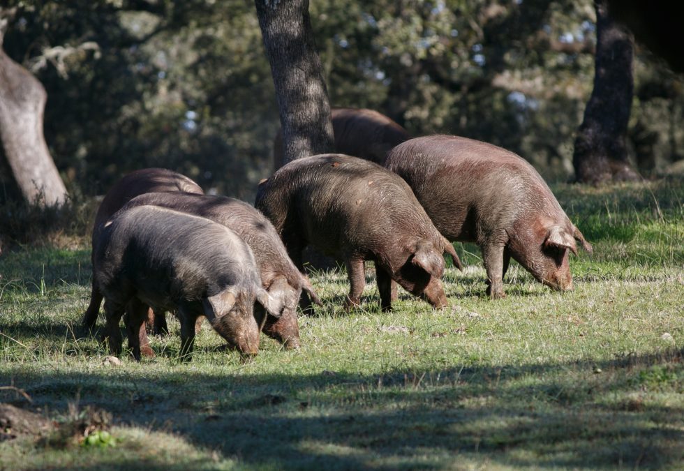 The Denominations of Origin of Iberian Ham